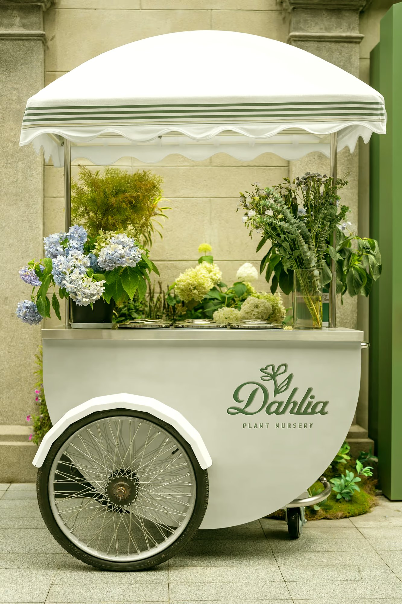 Dahlia Plant Nursery