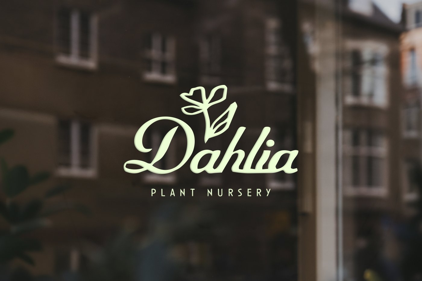 Dahlia Plant Nursery